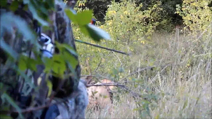 Weekend Elk Hunt Highlights