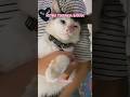 Ngambekan... #kucinglucu #anabul #catlover #catshorts #catholic