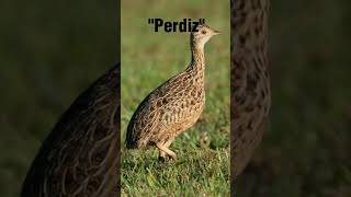 Caza Menor Legal - Argentina Parte1.