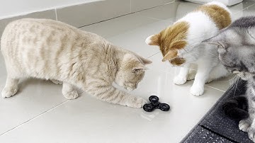 Cats & Kitten React To Fidget Spinner (2)