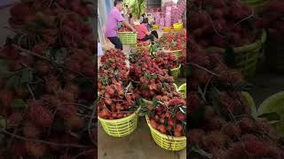 Plump And Succulent Harvesting Fresh Lychees With Crystal-Clear Flesh