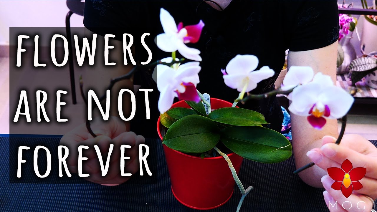 We need to talk Stop throwing flowerless Orchids in the trash! 😒