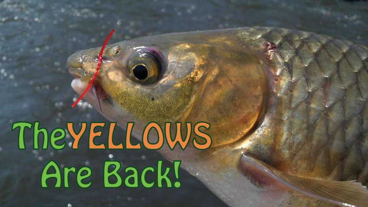 Fish The Fly Yellowfish Season Is Here! Fly Fishing For Yellows