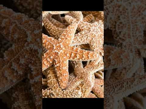 Video: ¿Qué comen las estrellas de mar cesta?