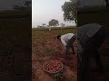 potato preparation for 4month