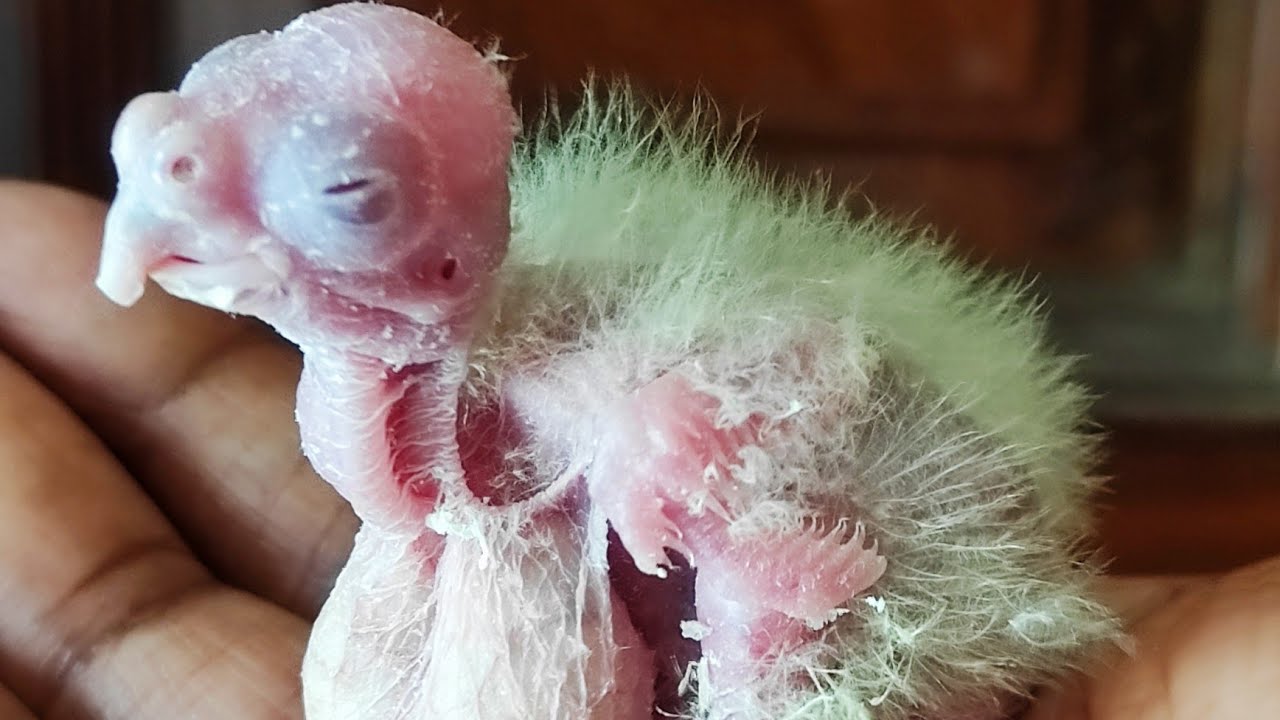 10-days-old-baby-asking-for-food-10