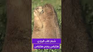 شعار كلاب البراري   هتتباس يعني هتتباس