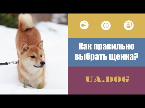 Как правильно выбрать щенка?