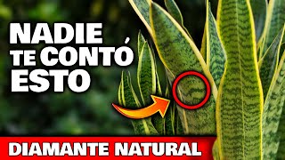 NADIE te CONTÓ ESTO de la LENGUA DE SUEGRA o SANSEVIERIA | SECRETOS, Usos Curativos y Cuidados