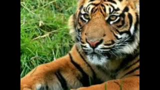 Mera tipu shere mehsur he