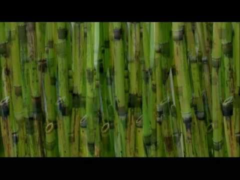 Bamb (2010) - videoarte de Ricardo Teruel
