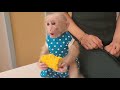 Smart baby monkey sugar always knows where to find foods