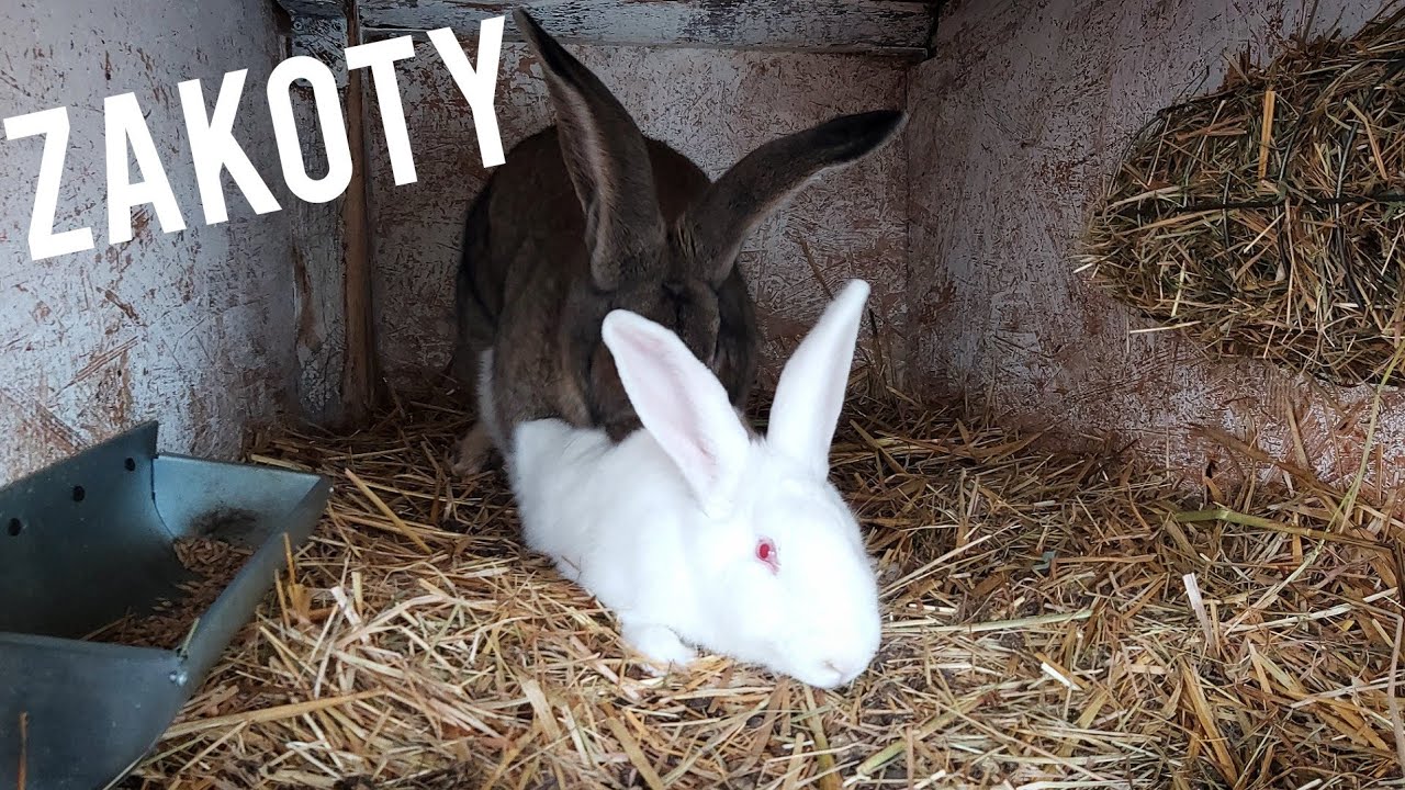 DOPUSZCZANIE SAMICY DO SAMCA -Zakoty w hodowli /Jak poprawnie zakacać samice (króliki)