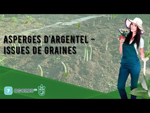 Vidéo: Traitement des coléoptères de l'asperge sur les plantes - Comment se débarrasser des coléoptères de l'asperge