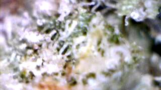 Coma Candy
