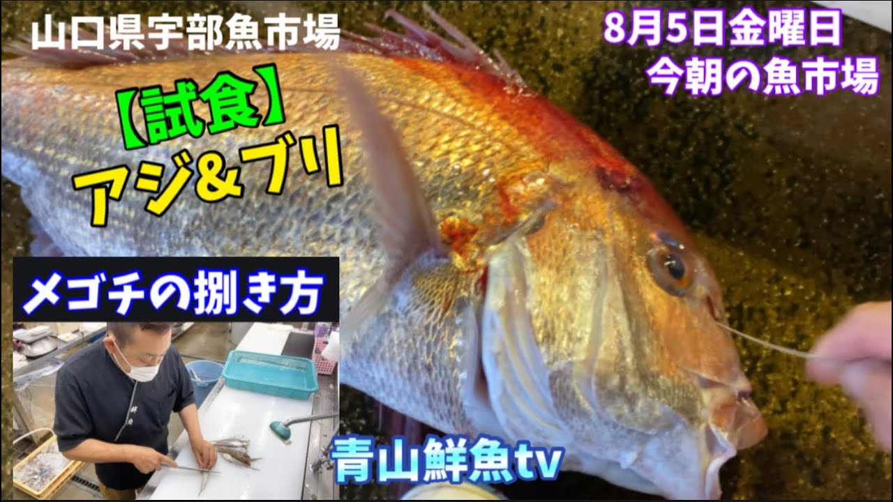 メゴチの捌き方 試食アジ ブリフライ 魚屋作業風景 今朝の魚市場8月5日金曜日の水揚げ状況 Youtube