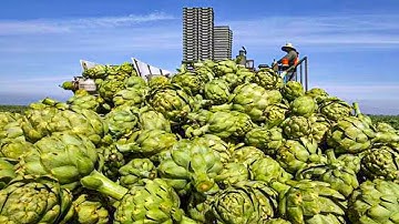 Harvesting and Processing Artichokes | Modern Artichoke Harvesting Machine | How to Grow Artichoke