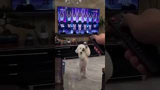 cute and funny dog #cutedog #funnydog #cute #dogs #funnypets cute and funny dog #cutedog #funnydog #cute #dogs #funnypets