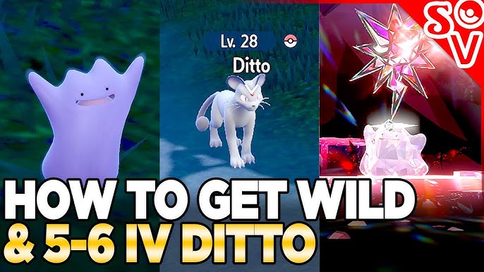 5 IV Ditto Tera Raid Event: Rewards and Best Dittos