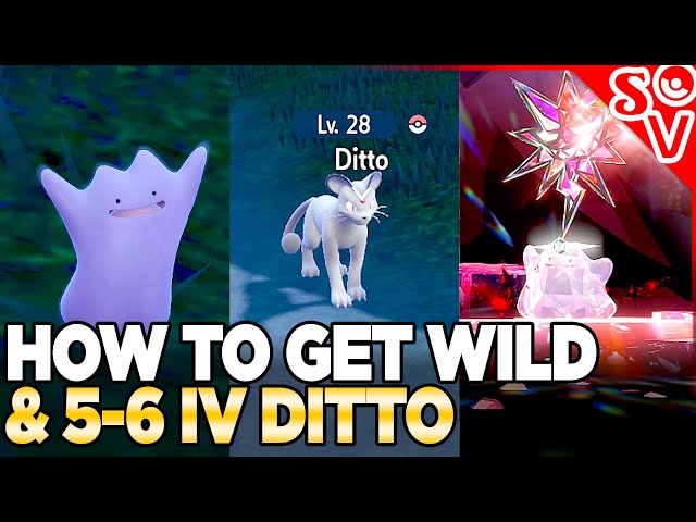 Pokemon Scarlet and Violet! How to Find/Farm Ditto!