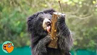Sloth Bear Sees Trees For The First Time After Rescue | Cuddle Buddies