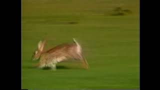 Extended Unknown Baby Einstein Stock Clip