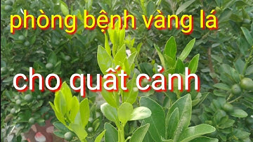 Nguyên nhân quất cảnh bị vàng lá và cách phòng, chăm sóc quất cảnh tháng 9 âm lịch