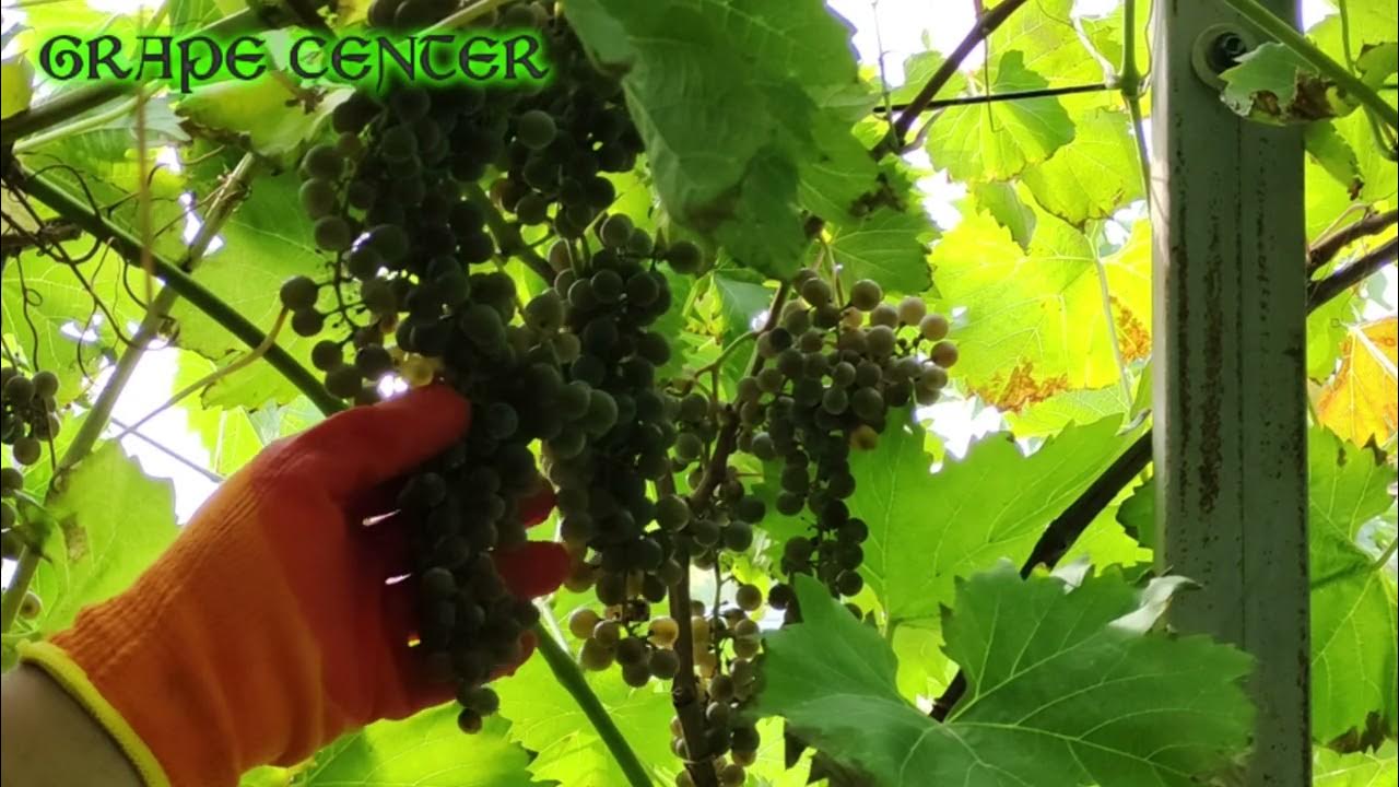 Неукрывной виноград Фронтиньяк гри / grape Frontenac gris. Практика ...