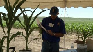 Managing Phosphorus for No-till Corn and Soybean