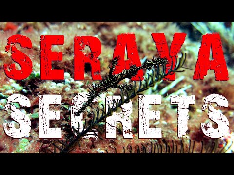 Diving Seraya Secrets in Bali - Muck diving paradise in Indonesia