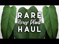 Rare Plant Haul! | Beautiful heart-shaped Philodendron!