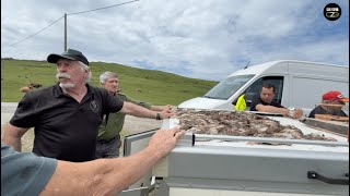 Suelta codornices en Cantabria de la Sociedad de cazadores veteranos de Cantabria- Caza en España