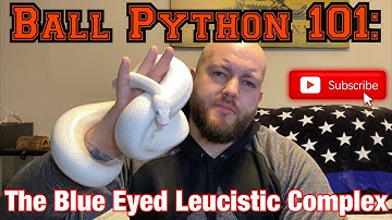 Ball Python 101: The Blue Eyed Leucistic Ball Python!