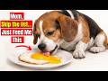 16 Human Foods That Fix Almost Everything in Dogs (99% of Owners Have No Idea).
