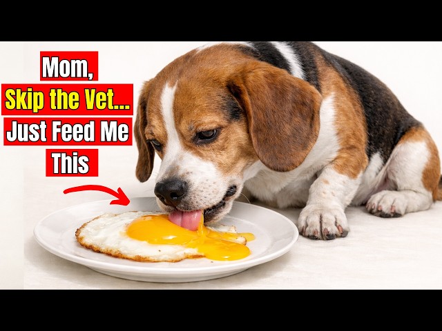 16 Human Foods That Fix Almost Everything in Dogs (99% of Owners Have No Idea).