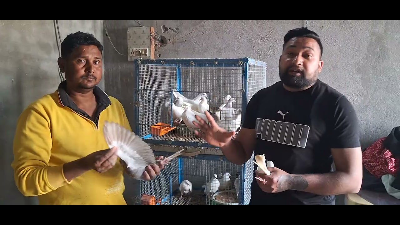 Ek bhai ko diye champion bloodline ke bache ful garnti ke sath  8529053300 sunil