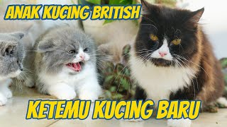 ANAK KUCING BRITISH KETEMU KUCING BARU