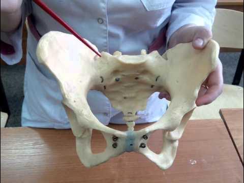 Тазовые кости. Седалищная кость анатомия строение. Сращение тазовых костей. Скелет человека тазобедренный сустав. Мужской таз.