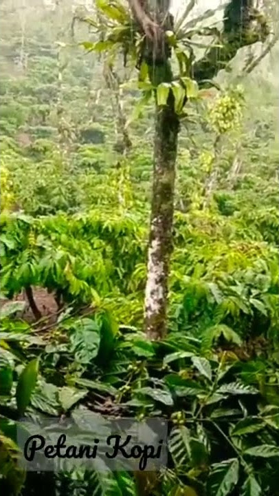 Musim hujan memperlambat panen Petani Kopi