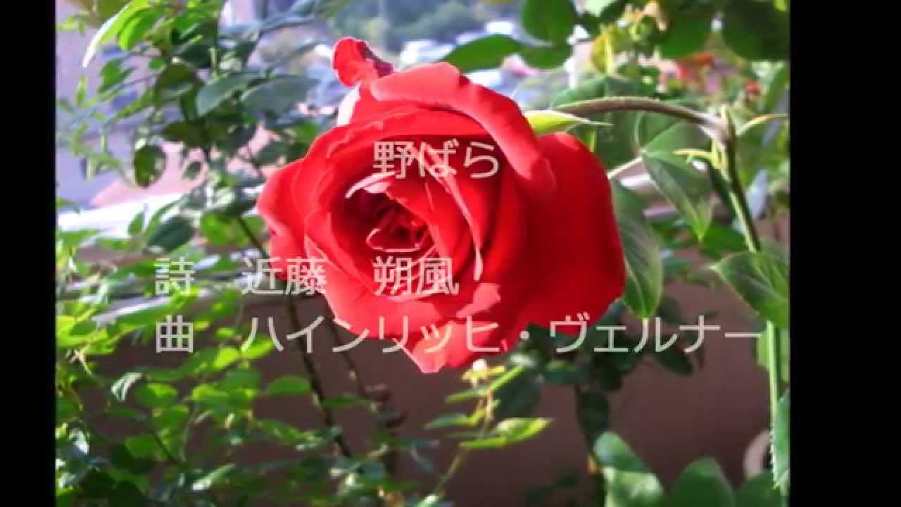 野ばら（Heidenroslein）：カズのFDDB