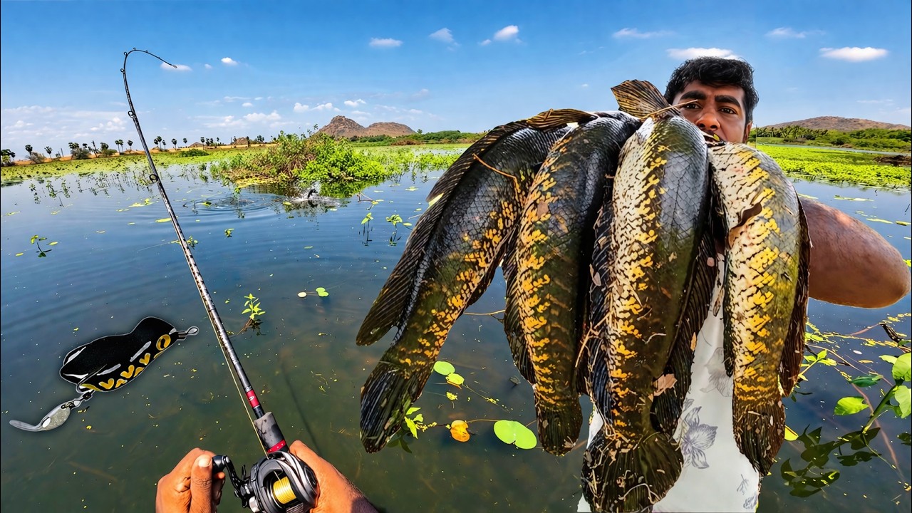 BIG Size Snakehead Fish attack - New Snakehead fishing spot - Snakehead ...