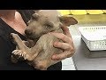 Rescue a Homeless Puppy, He Can’t Stop Cuddling His Rescuer Will Inspire You
