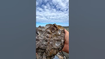 Here’s a huge stone filled with tiny Jurassic shell fossils and an Ammonite fossil 🐊
