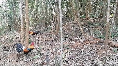 ต่อไก่ป่า(เจ้าอินชีแดง)​ไก่ป่าเหลืองสวยมาก_dib qaib qus tuaj zoo heev li [ Hmong ]​ 2022