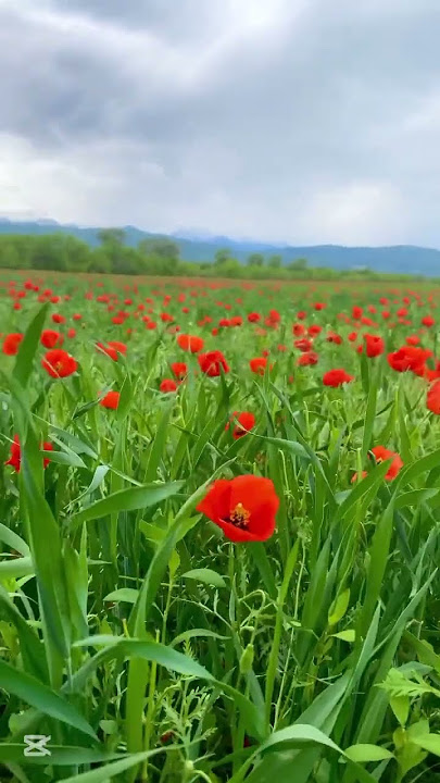 Beautiful Red Poppy's in the Fields #music #nature #poppy #flowers #lovesong #plants