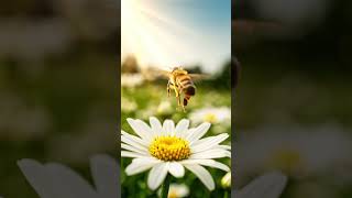 Allah Inspires The Bee Surah An-Nahl 1668 Emotional Recitation Visuals