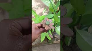 Earth-Toned Clay Bloom – A Touch of Nature by Hand 🌺