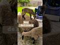 Lamb gymnastics on the hay!🐑 #lambs #sheep #homestead #backyardfarming