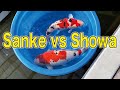 Exploring the Differences between Showa and Taisho Sanshoku #koifish #showa #taisho