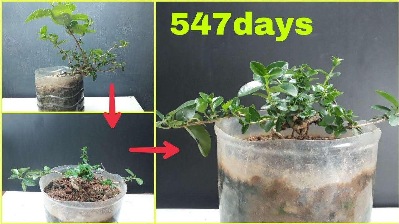 How to make small bonsai | easy bonsai for beginner | premna